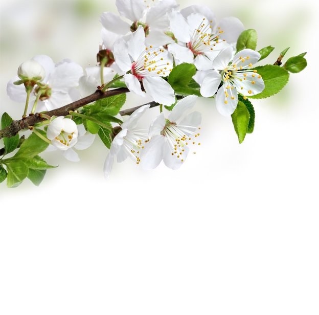 Панель потолочная ПВХ Novita 3D Вишня 1800х1500 мм 6 штук