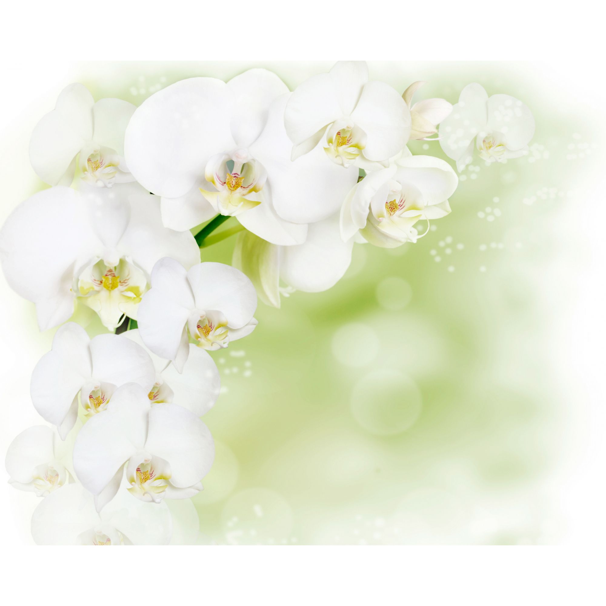 Новита белая Орхидея