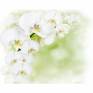 Панель потолочная ПВХ Novita 3D Белая орхидея 1800х1500 мм 6 штук