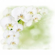 Панель потолочная ПВХ Novita 3D Белая орхидея 1800х1500 мм 6 штук